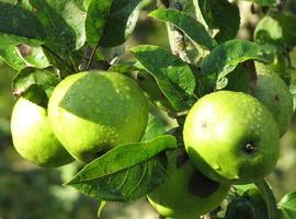 IU Asturias quiere buscar alternativas para la manzana de sidra
