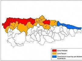 La lucha contra la polilla guatemalteca implica ya a 27 concejos asturianos