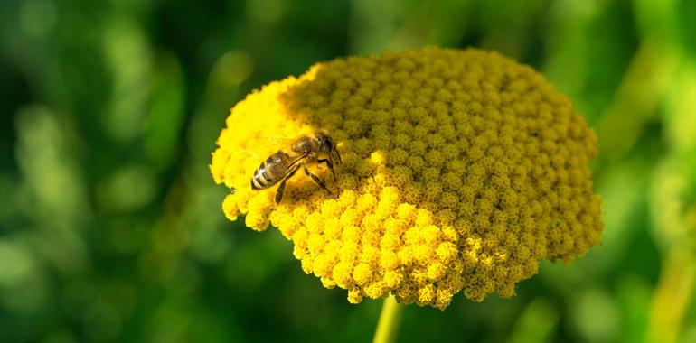 Exigen prohibición total de los insecticidas dañinos para las abejas