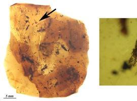 El yacimiento de ámbar de El Soplao aporta la garrapata más antigua del mundo