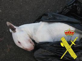 La Guardia Civil imputa a un ovetense por maltrato y robo de perros