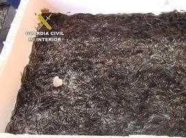 310 kilos de angula incautada en Barajas van para los ríos vascos