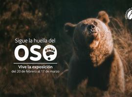 El oso cantábrico se enseñorea de INTU Asturias