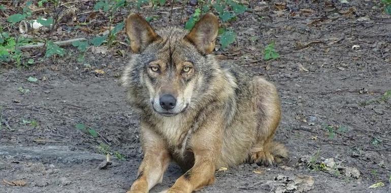 Universidad de Oviedo participa en estudio para estimar la abundancia de lobos a escala regional