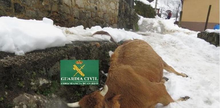 La Guardia Civil abre diligencias a un vecino de Teverga por maltrato animal