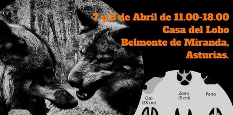 Curso “Rastreo de fauna ibérica” en “La Casa del Lobo” en Belmonte de Miranda