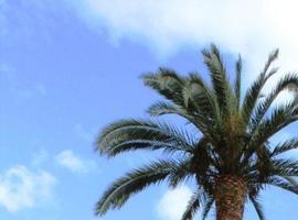 Oviedo pide colaboración ciudadana para salvar las palmeras del concejo