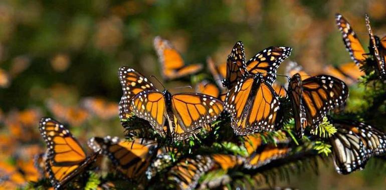 El calentamiento global ataca a la mariposa Monarca en México