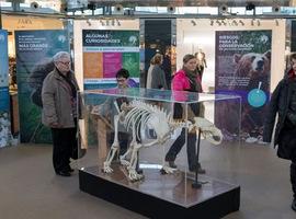 Más de 22.000 personas han visitado ya la exposición Sigue la huella del oso en intu Asturias