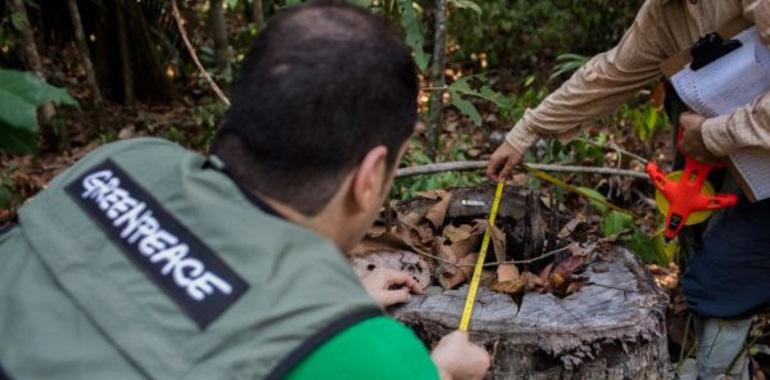 El oscuro negocio de la tala ilegal de madera de Ipe daña de forma irreversible la selva amazónica