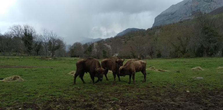 El Parque de la Prehistoria incorpora dos nuevos ejemplares de bisonte europeo 
