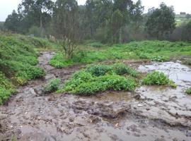Coordinadora Ecoloxista denuncia vertidos de purines en Lugo de Llanera