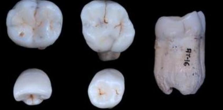 Los Homínidos de la Sima de los Huesos podrían ser "hermanos" de los neandertales