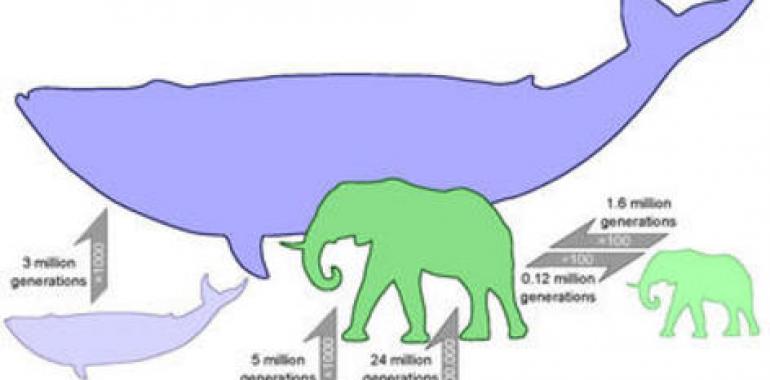 Crecer de ratón a elefante requiere 24 millones de generaciones 