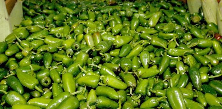 Una nueva especie de chile jalapeño denominada “Kohunlich” se empezará a producir en junio