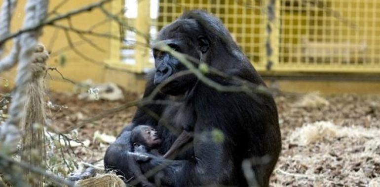 Nace una bebé gorila en el Parque de Cabárceno