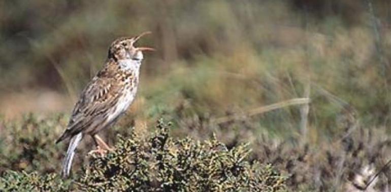 SEO/BirdLife organiza encuentros con agricultores para mejorar el hábitat de las aves esteparias
