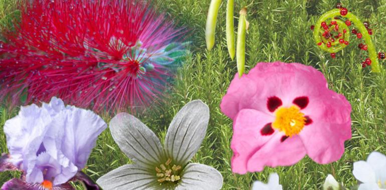 El 18 de mayo se celebra el primer Día Internacional de la Fascinación por las Plantas