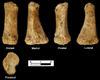 Descubren el primer resto óseo neandertal en uno de los yacimientos del Alto Valle del Jarama 