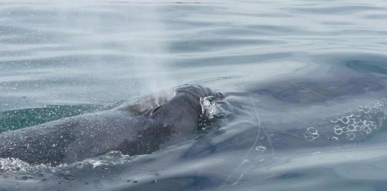 Espectacular video del salvamento de una ballena presa en una red de pescadores