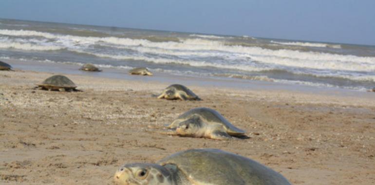Localizados más de 18 mil nidos de tortuga lora en las costas de Tamaulipas