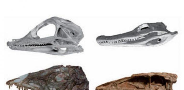 El cráneo de las aves modernas corresponde al de dinosaurios jóvenes 