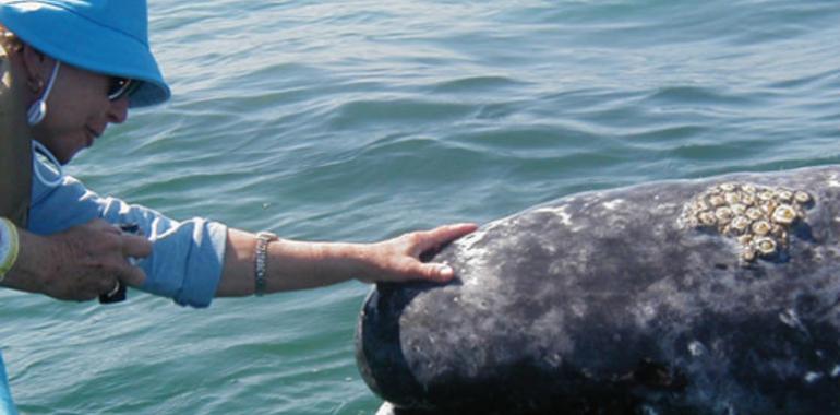 Avistamiento de cetáceos en Stellwagen Bank National Marine Sanctuary, EE.UU