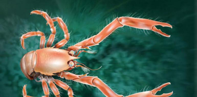 Una nueva especie de cangrejo se oculta en los fondos marinos gallegos