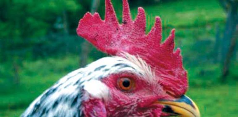 México: FAO insta a autoridades a controlar focos confirmados de gripe aviar H7N3