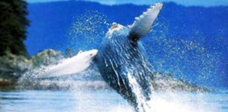 WWF reclama a la CBI un futuro para las ballenas
