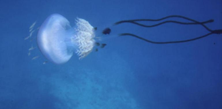 Aparecen en el Mediterráneo ejemplares de una especie de medusa muy rara