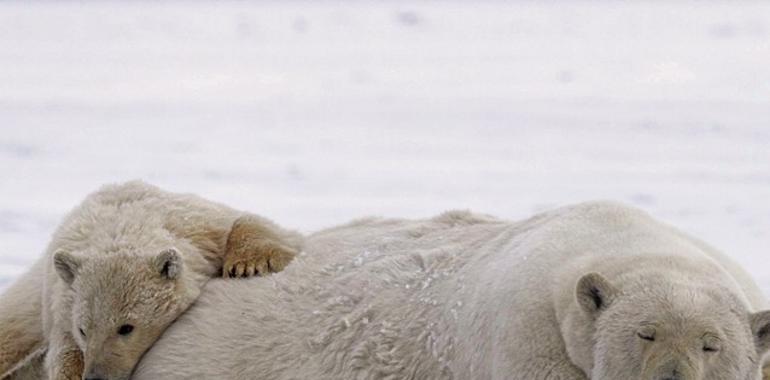 Radiohead y Jude Law piden salvar el Ártico