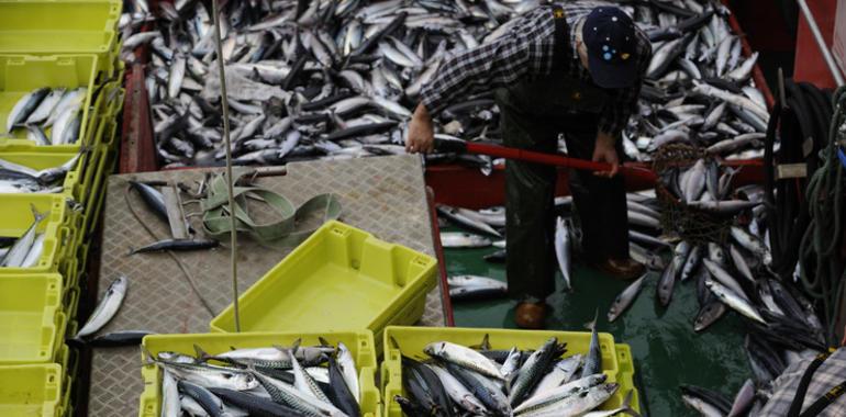 La FAO anuncia que los stocks pesqueros mundiales se encuentran en serio declive