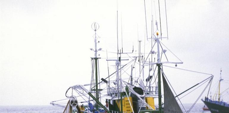 La biomasa de anchoa en el Golfo de Bizkaia ronda las 70.000 toneladas 