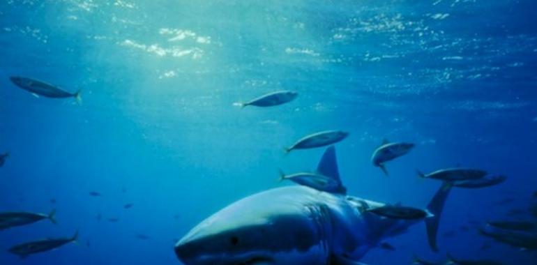 Oceana celebra la protección de tiburones y rayas amenazados del Mediterrénao