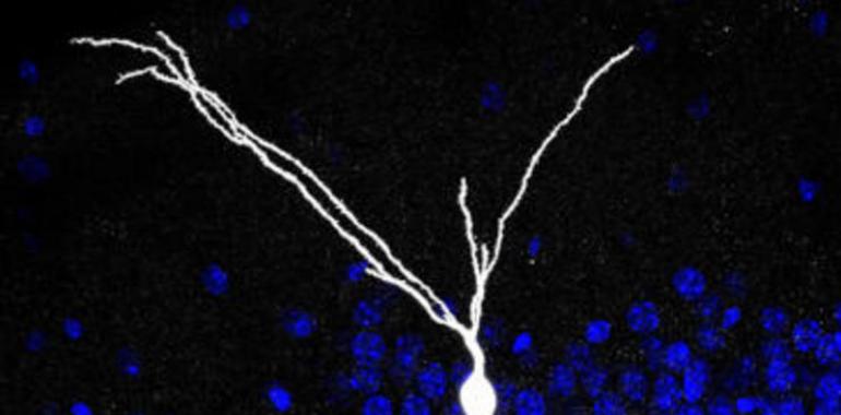 El CSIC descubre el mecanismo que controla el crecimiento de los axones