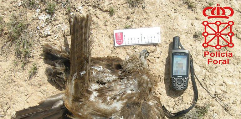 Detenidas cinco personas por un presunto envenenamiento de aves en tres cotos de caza de la Ribera 