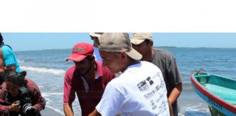 El Salvador libera tres tortugas carey con transmisores satelitales