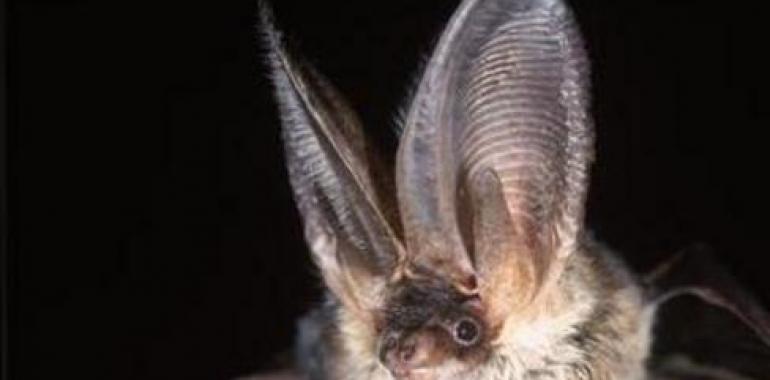 Una herramienta on line y gratuita permite identificar murciélagos europeos
