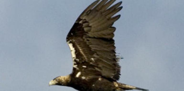 La población de águila imperial ibérica en Andalucía se sitúa en 81 parejas 