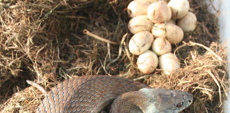 El CEPESMA recoge otras dos serpientes en Gijón y recuerda que la mayoría son inofensivas