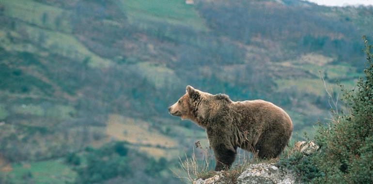 Más de 900.000 € para fomento de la biodiversidad, que incluyen al oso asturiano
