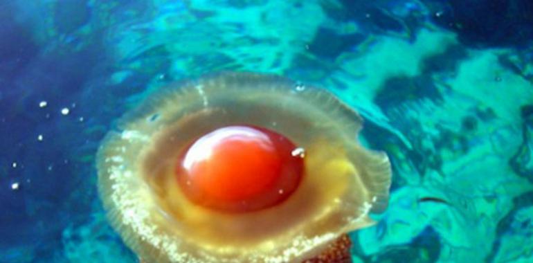 Las medusas se apoderan de los océanos