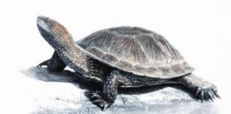 Descubren una nueva especie de tortuga fósil en España