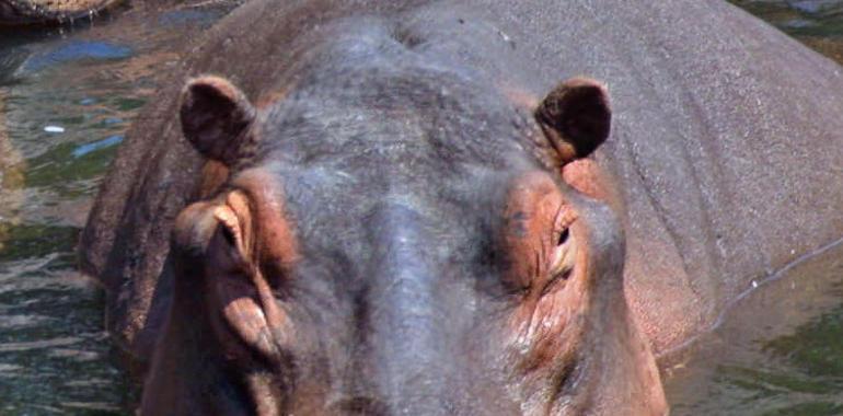La familia hipopótama de Cabárceno estrena nuevo macho, Kavango