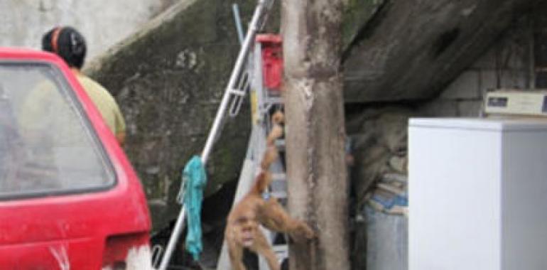 Un exitoso operativo logra capturar al mono que robaba la fruta a Doña Olga, pero escapa un cómplice