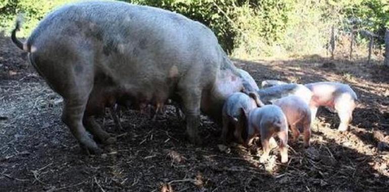 Galicia quiere internacionalizar su cerdo celta, que cuenta con 6.000 ejemplares y 359 cabañas