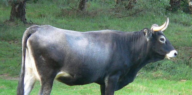 La tasa de prevalencia de la brucelosis bovina en 2012 fue la más baja registrada en Cantabria 