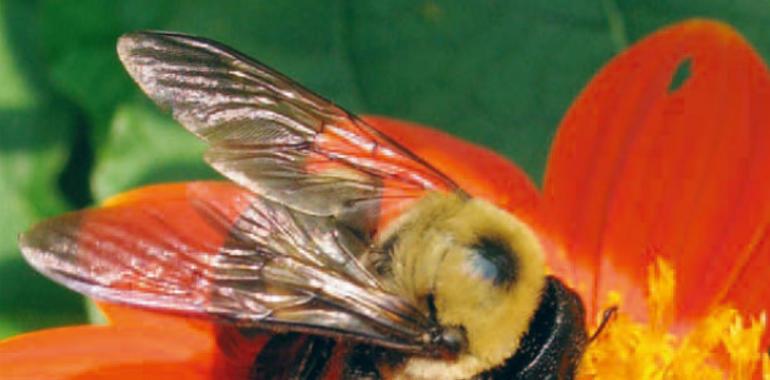 Crean una red para la prohibición de los plaguicidas peligrosos para las abejas y otros polinizadores