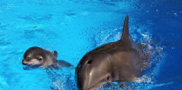 ¡El nacimiento de un delfín en vídeo!